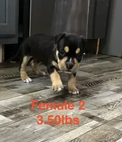 Female 2, a female American Bully for sale in Scranton, PA – 5 of 9
