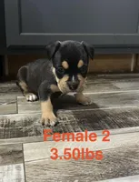 Female 2, a female American Bully for sale in Scranton, PA – 6 of 9