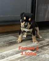 Female 2, a female American Bully for sale in Scranton, PA – 8 of 9
