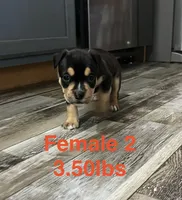 Female 2, a female American Bully for sale in Scranton, PA – 2 of 9