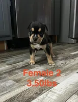 Female 2, a female American Bully for sale in Scranton, PA – 3 of 9