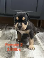 Female 2, a female American Bully for sale in Scranton, PA – 7 of 9