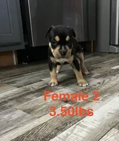 Female 2, a female American Bully for sale in Scranton, PA – 4 of 9