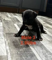 Male 3, a female American Bully for sale in Scranton, PA – 5 of 8