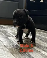 Male 3, a female American Bully for sale in Scranton, PA – 3 of 8