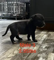 Male 3, a female American Bully for sale in Scranton, PA – 6 of 8