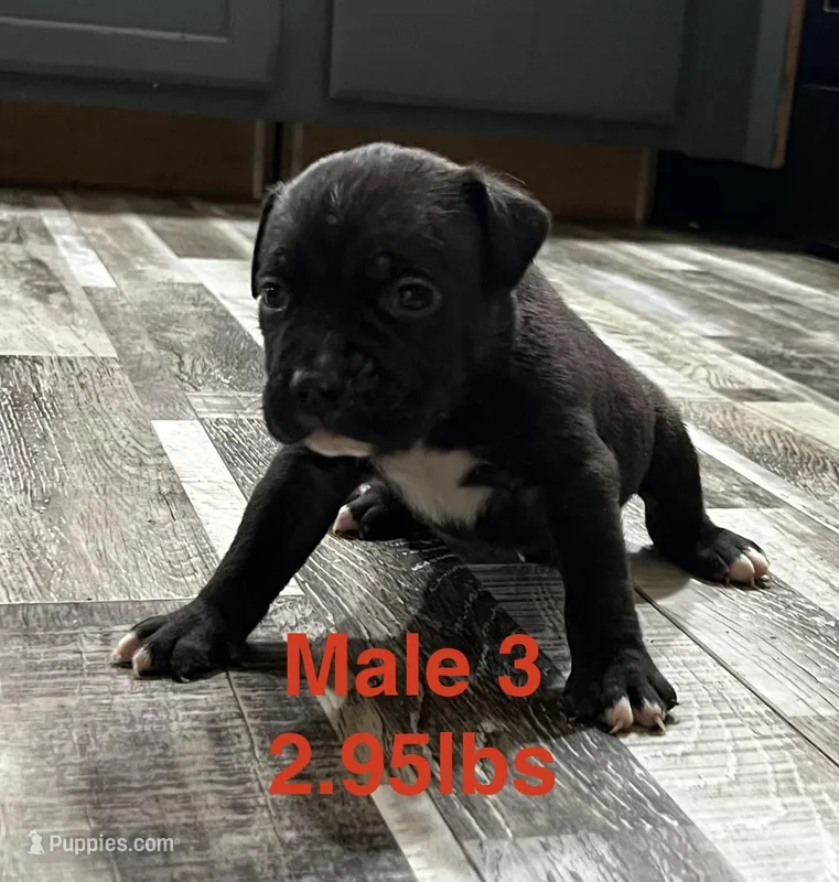 Male 3 – American Bully puppy for sale in Scranton, PA