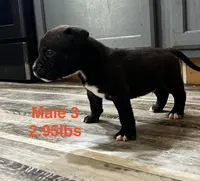 Male 3, a female American Bully for sale in Scranton, PA – 4 of 8