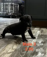 Male 3, a female American Bully for sale in Scranton, PA – 7 of 8