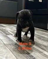 Male 3, a female American Bully for sale in Scranton, PA – 2 of 8