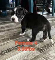Female 4, a female American Bully for sale in Scranton, PA – 8 of 9