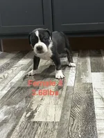 Female 4, a female American Bully for sale in Scranton, PA – 5 of 9