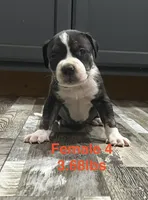 Female 4, a female American Bully for sale in Scranton, PA – 6 of 9