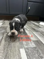 Female 4, a female American Bully for sale in Scranton, PA – 9 of 9