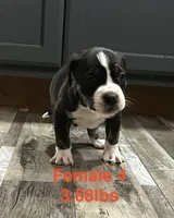 Female 4, a female American Bully for sale in Scranton, PA – 2 of 9