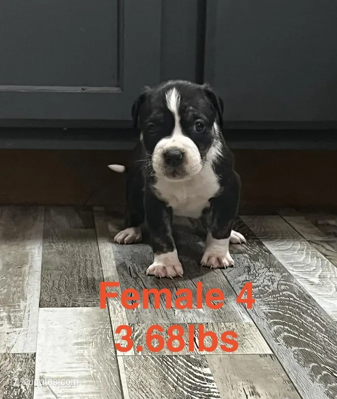 Female 4 – American Bully puppy for sale in Scranton, PA
