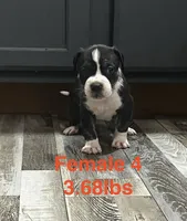 Female 4, a female American Bully for sale in Scranton, PA – 1 of 9