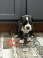 Female 4, a female American Bully for sale in Scranton, PA – 3 of 9