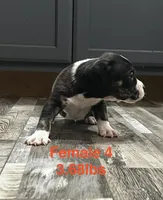 Female 4, a female American Bully for sale in Scranton, PA – 7 of 9