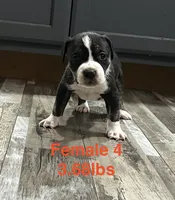 Female 4, a female American Bully for sale in Scranton, PA – 4 of 9