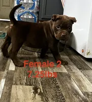 Female 2, a female American Bully for sale in Scranton, PA – 9 of 10