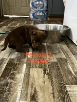 Female 2, a female American Bully for sale in Scranton, PA – 10 of 10