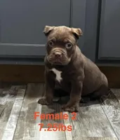 Female 2, a female American Bully for sale in Scranton, PA – 3 of 10