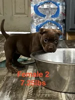Female 2, a female American Bully for sale in Scranton, PA – 8 of 10