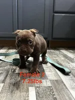 Female 2, a female American Bully for sale in Scranton, PA – 5 of 10