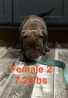 Female 2, a female American Bully for sale in Scranton, PA – 2 of 10
