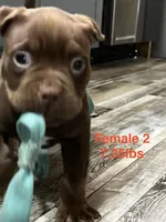 Female 2, a female American Bully for sale in Scranton, PA – 4 of 10