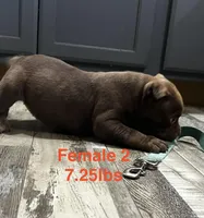Female 2, a female American Bully for sale in Scranton, PA – 6 of 10