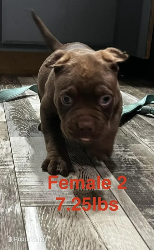 Female 2 – American Bully puppy for sale in Scranton, PA