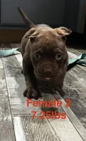 Female 2, a female American Bully for sale in Scranton, PA – 1 of 10