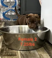 Female 2, a female American Bully for sale in Scranton, PA – 7 of 10
