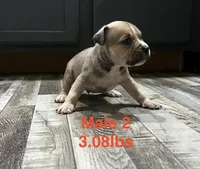 Male 2, a female American Bully for sale in Scranton, PA – 7 of 10