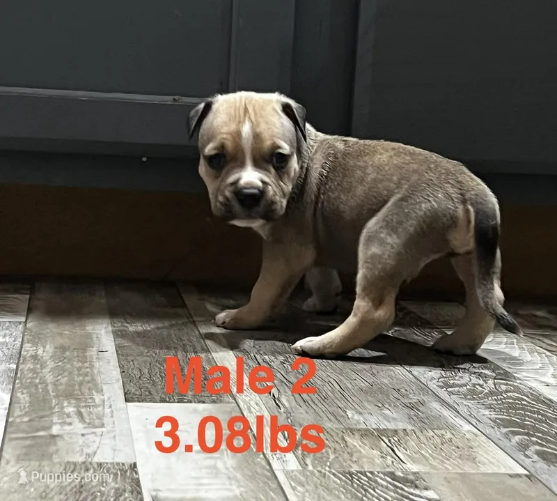 Male 2 – American Bully puppy for sale in Scranton, PA