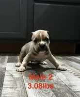 Male 2, a female American Bully for sale in Scranton, PA – 9 of 10