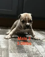 Male 2, a female American Bully for sale in Scranton, PA – 6 of 10