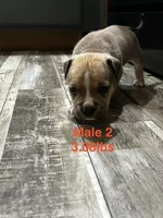 Male 2, a female American Bully for sale in Scranton, PA – 10 of 10