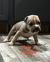 Male 2, a female American Bully for sale in Scranton, PA – 4 of 10