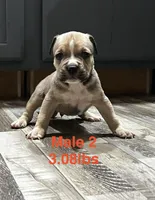 Male 2, a female American Bully for sale in Scranton, PA – 5 of 10