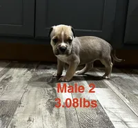 Male 2, a female American Bully for sale in Scranton, PA – 3 of 10