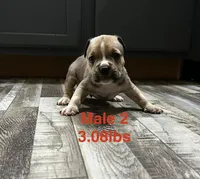 Male 2, a female American Bully for sale in Scranton, PA – 8 of 10