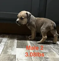 Male 2, a female American Bully for sale in Scranton, PA – 2 of 10