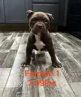 Female 1, a female American Bully for sale in Scranton, PA – 7 of 7