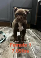 Female 1, a female American Bully for sale in Scranton, PA – 2 of 7