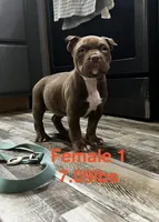 Female 1, a female American Bully for sale in Scranton, PA – 4 of 7