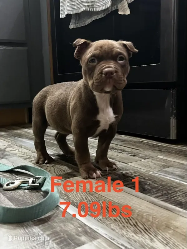 Female 1 – American Bully puppy for sale in Scranton, PA