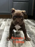 Female 1, a female American Bully for sale in Scranton, PA – 6 of 7